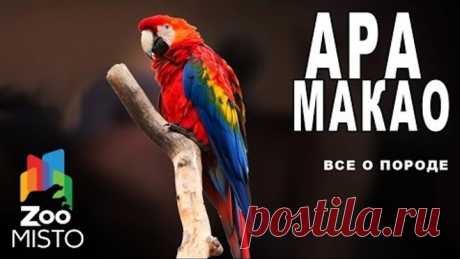 Ара Макао - Все о виде попугаев | Попугай вида - Ара Макао