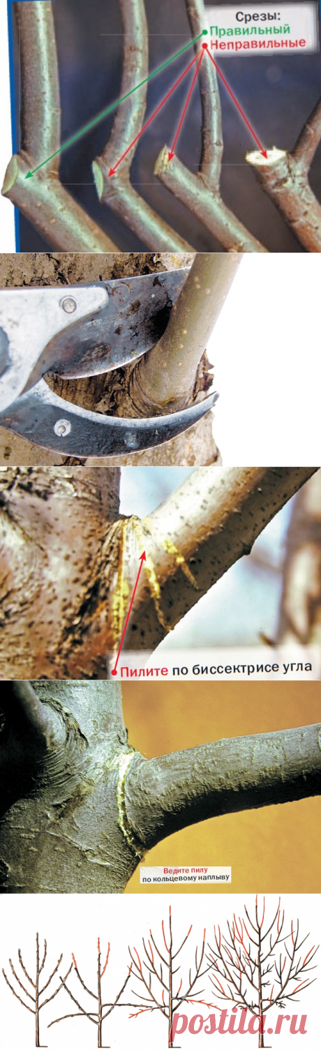 Способы обрезки плодовых деревьев — 6 соток