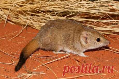 Хищные сумчатые мыши вернулись на восток Австралии впервые за 100 лет | Живой мир - природа