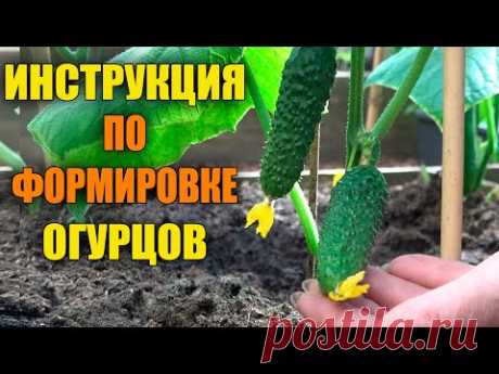 ОСНОВНЫЕ СПОСОБЫ ФОРМИРОВКИ ОГУРЦОВ!