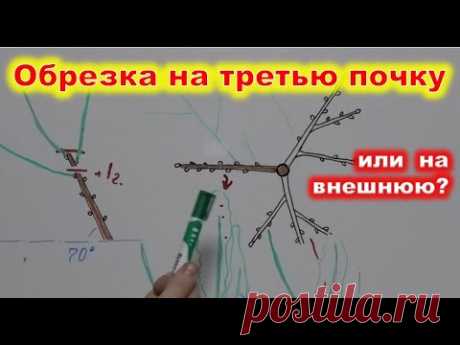 ОБРЕЗКА на 3 ПОЧКУ или НА ВНЕШНЮЮ ПОЧКУ? Как правильно обрезать плодовые деревья в саду?