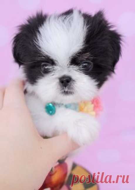 Shih Tzu Puppy ID #307 #maltese