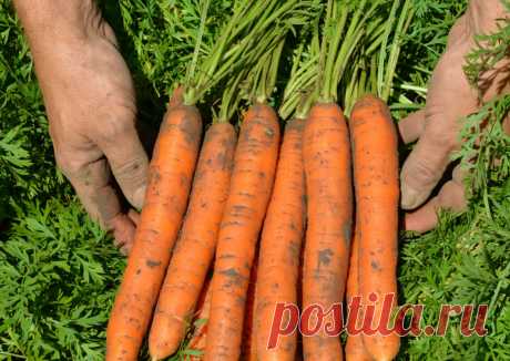 Четыре важных момента при выращивании моркови помогут получить самый сладкий и крупный урожай | В моём саду | Яндекс Дзен