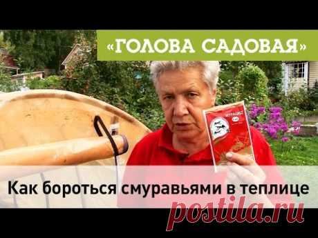 Голова садовая - Как бороться с муравьями в теплице