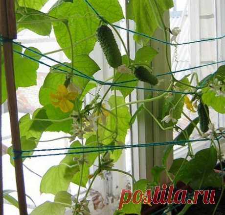 4 способа выращивания огурцов на маленьком участке | Огурцы (Огород.ru)