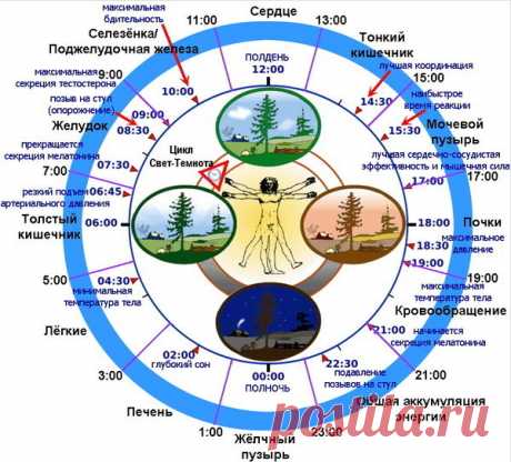 БИОРИТМЫ И ЧАСЫ ВАШЕГО ОРГАНИЗМА - """БУДЬ ЗДОРОВ! - Группы Мой Мир