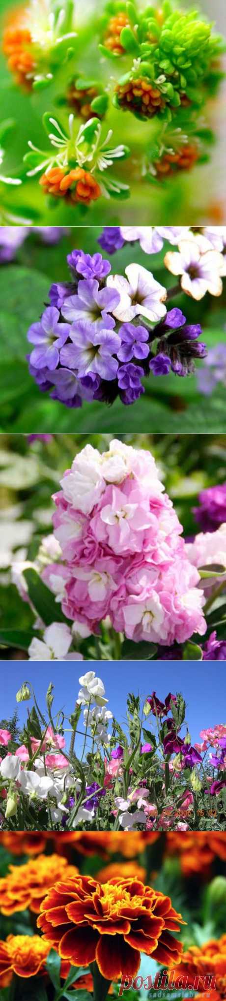 10 самых ароматных цветов для вашего сада | Домохозяйки