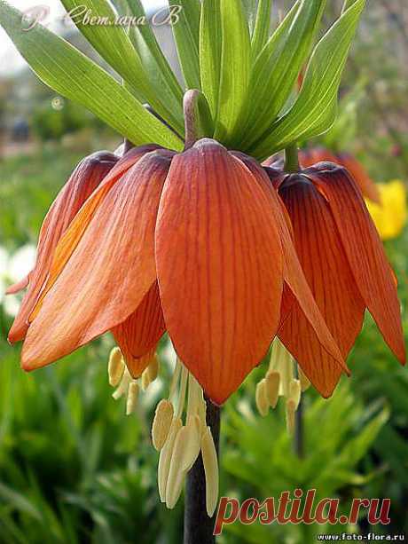 Рябчик императорский - Corona imperialis - Царство цветов в фото - Фотоальбомы