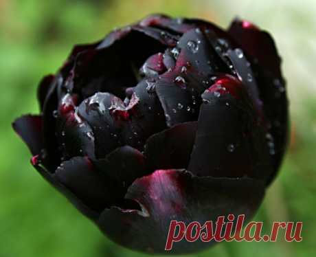Удивительные чёрные цветы .
