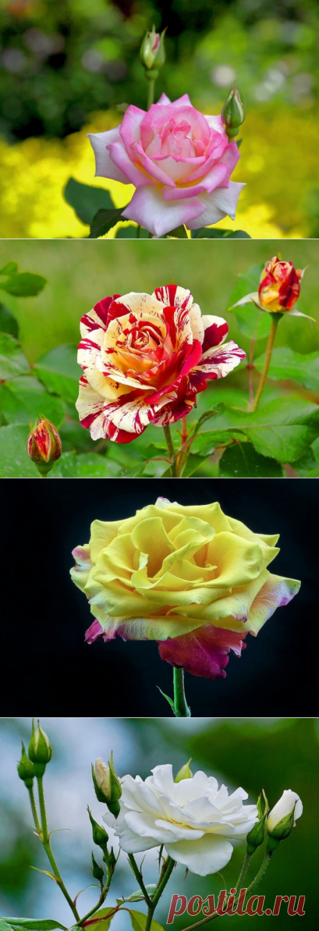 Розы. Галерея красивых фото (20 фото)
