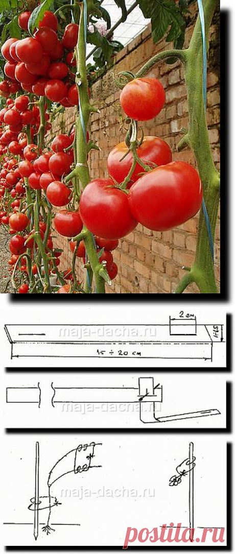 Подвязка помидор без головной боли