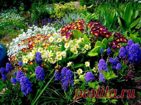 Какие цветы посадить на Вашей клумбе, если Вы хотите, чтобы она цвела с ранней весны до поздней осени | Дача, сад, огород, рыбалка, рецепты, красота, здоровье
