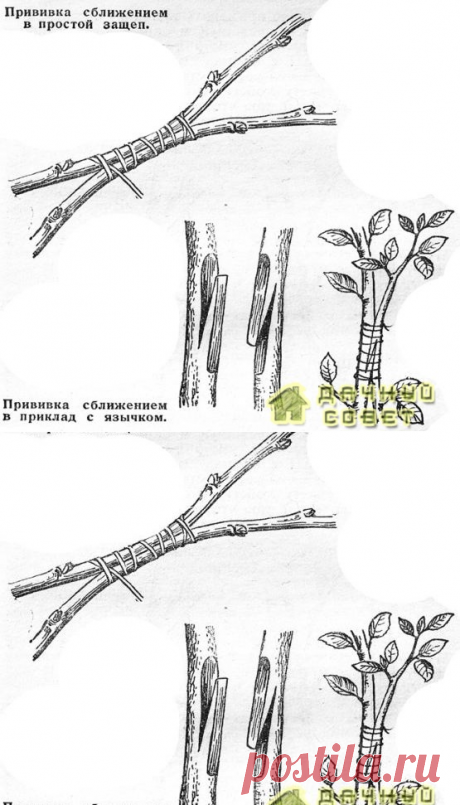 Прививка сближением (аблактировка) – Дачный совет