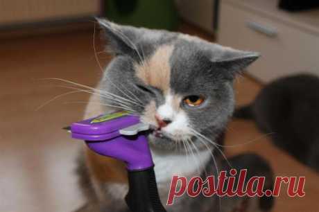 Расческа-фурминатор для кошек: отзывы, инструкция :: SYL.ru