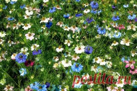 Лекарственное растение Чернушка посевная (Nigella sativa) - В мир цветов - медиаплатформа МирТесен