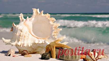 sea-shells-by-the-seashore-2048x1152-wallpaper.jpg (2048×1152)