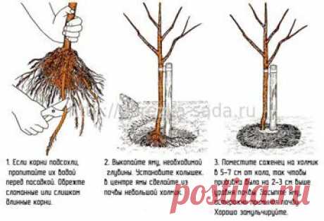 Размещение и посадка плодовых деревьев