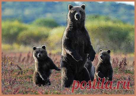 Как уберечь себя и близких при встрече с медведем | УДАЧНАЯ РЫБАЛКА И ОХОТА | Яндекс Дзен