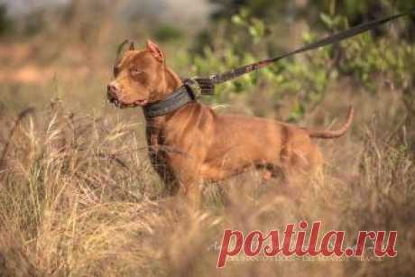 pitbull terrier for sale - Поиск в Google