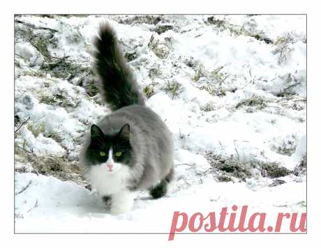Кошка Животное Снег - Бесплатное фото на Pixabay