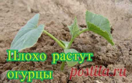 Почему плохо растут огурцы | Огород и сад