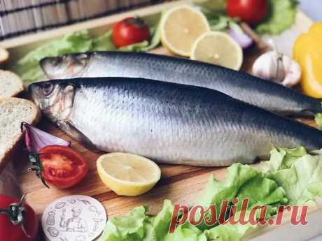 Не только вкусный бутерброд: чем полезна соленая рыба | Bixol.Ru