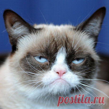 Кто сказал «мяу»? 10 самых звездных котов Интернета | www.wmj.ru