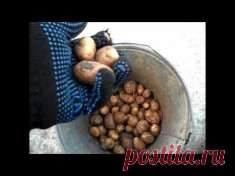 Вкусный Огород: Мелкий картофель Как использовать