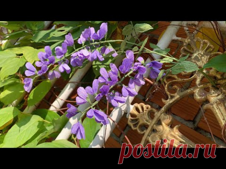 ABC TV | How To Make Easy Wisteria Flower With Crepe Paper - Craft Tutorial