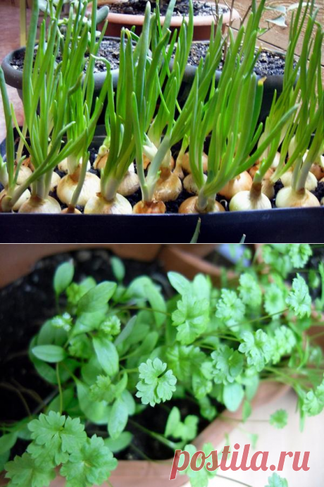 5 видов зелени, которые легко вырастить на подоконнике | Цветик-семицветик