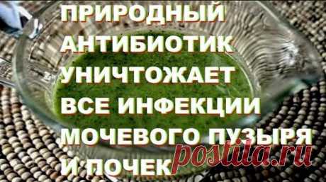 Природный супер антибиотик уничтожает все инфекции мочевого пузыря и почек после первого использования - Домашние Беседы - медиаплатформа МирТесен Люди, которые страдают от инфекции мочевых путей испытывают постоянно боль. Давление, боль и постоянная потребность к мочеиспусканию некоторые из симптомов. Есть различные природные антибиотики, которые имеют положительный эффект, помогая с воспалением мочевого пузыря. Каковы симптомы цистита?