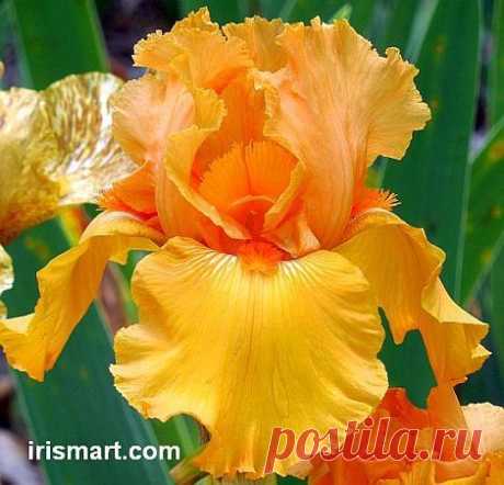 Tall Bearded Irises at Iris Mart: bearded &amp; reblooming Irises Fantastic Garden