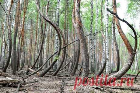 Почему лес в Рязанской области называют «пьяным»