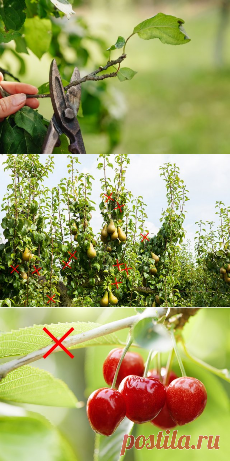 Как обрезать плодовые деревья летом: 5 простых и эффективных приемов