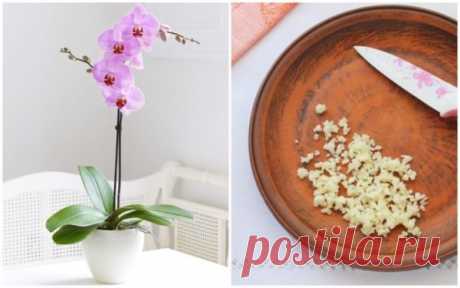 Чесночная вода для орхидей: чем полезна, рецепт раствора, когда и как часто поливать цветок