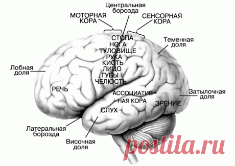 Интересные факты о человеческом мозге | PulsON — все самые интересные события в мире.