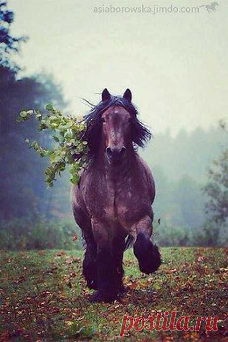 Лошади - это мой мир!