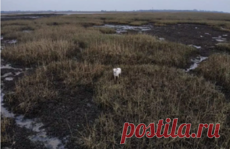 В Британии спасли из болота щенка с помощью сосисок, свисающих с дрона: видео