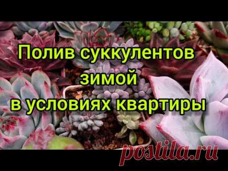 Полив суккулентов зимой в условиях квартиры.💧💧🌵💧💧