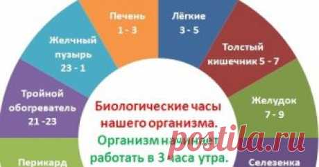 Часы работы нашего организма Блог о рукоделии, кулинарии, домоводстве, об интересном в сети,