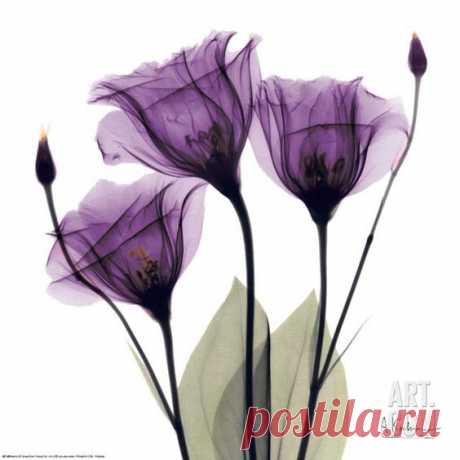 Royal Purple Gentian Trio