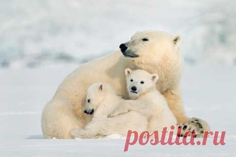 На Аляске обеспокоились перемещением белых медведей на Чукотку. Белые медведи могут мигрировать с Аляски на Чукотку из-за изменений климата. Такие опасения высказали авторы газеты The Telegraph. По данным СМИ, обеспокоенность вызывает глобальное потепление, из-за которого морской лед начал таять, и медведи начали терять территории для проживания и охоты.