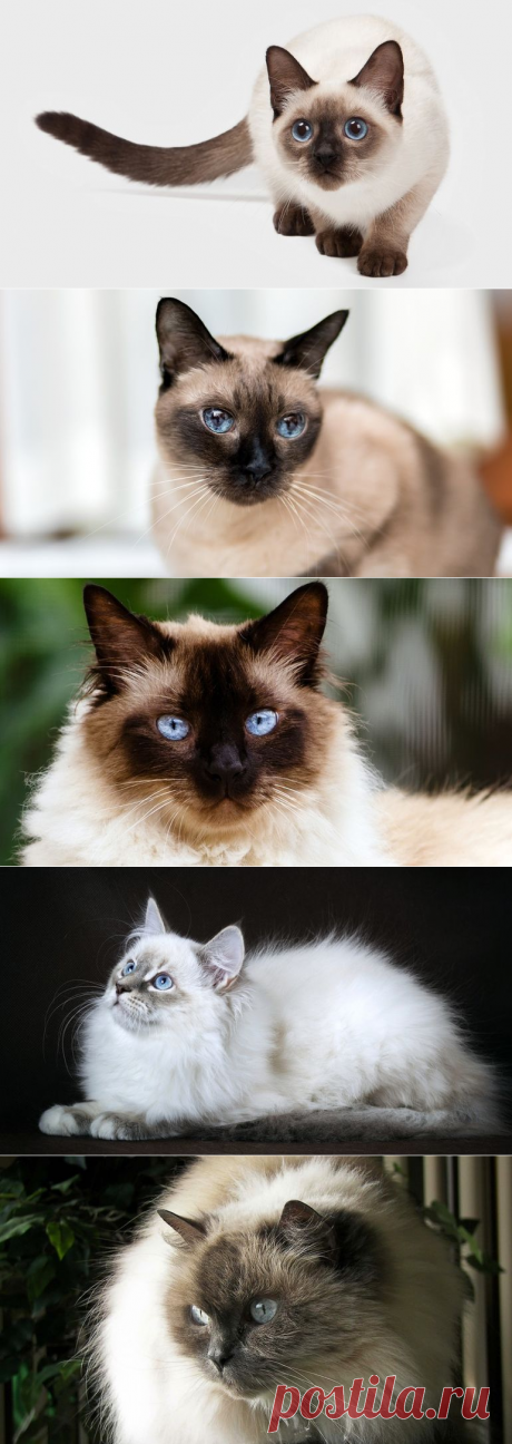 Породы кошек с голубыми глазами. Колор-пойнты и их потомки