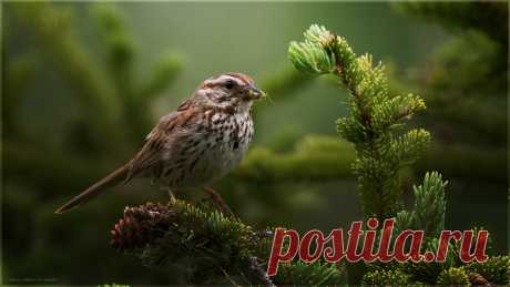 Song Sparrow Another from my dramatic bird series  Aurora, Ontario