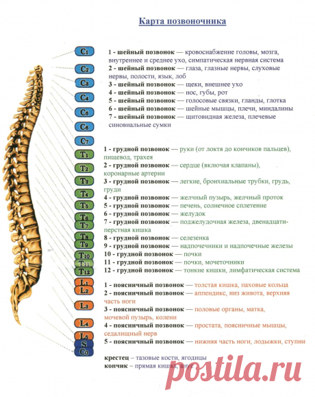 Читайте боль в позвонке как открытую книгу