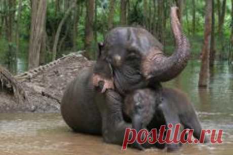 13 марта отмечается "Национальный день тайского слона"