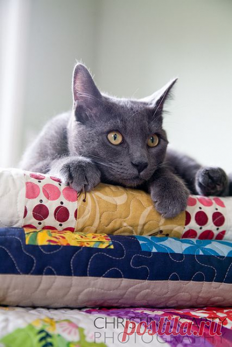 Cats on Quilts - a gallery on Flickr