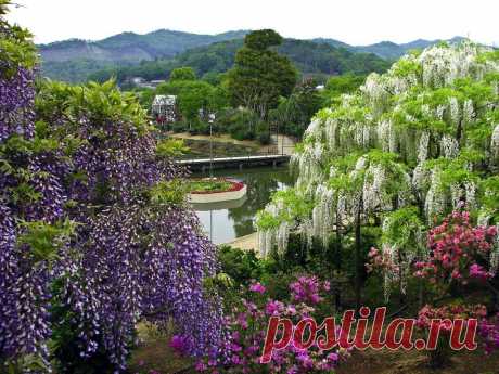 Разные виды глициний, японский парк цветов