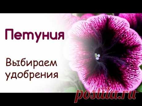 Как правильно выращивать петунии: чем подкормить рассаду для роста, правила внесения удобрений