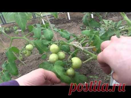 Легкий способ подвязки кистей помидор и формировка томатов пострадавших от заморозков